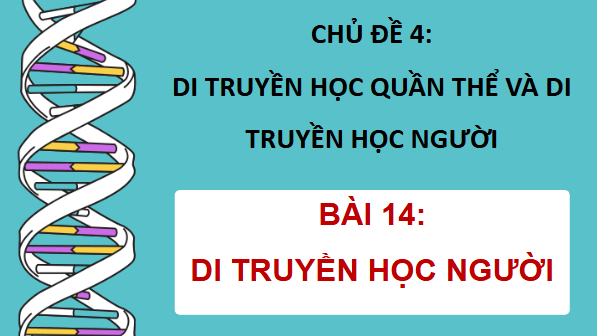 Giáo án điện tử Sinh 12 Cánh diều Bài 14: Di truyền học người | PPT Sinh học 12