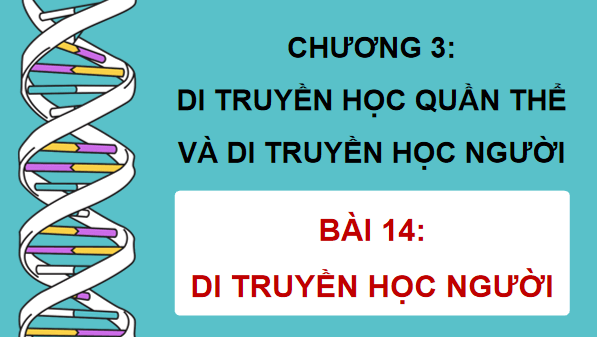 Giáo án điện tử Sinh 12 Chân trời sáng tạo Bài 14: Di truyền học người | PPT Sinh học 12