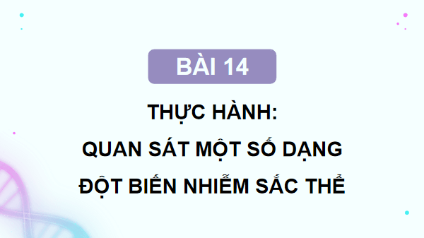 Giáo án điện tử Sinh 12 Kết nối tri thức Bài 14: Thực hành: Quan sát một số dạng đột biến nhiễm sắc thể | PPT Sinh học 12