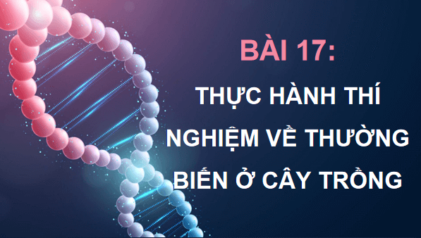 Giáo án điện tử Sinh 12 Kết nối tri thức Bài 17: Thực hành: Thí nghiệm về thường biến ở cây trồng | PPT Sinh học 12
