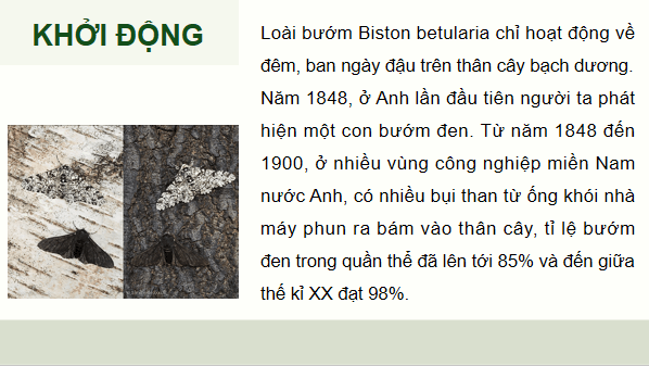 Giáo án điện tử Sinh 12 Chân trời sáng tạo Bài 17: Thuyết tiến hoá tổng hợp hiện đại | PPT Sinh học 12
