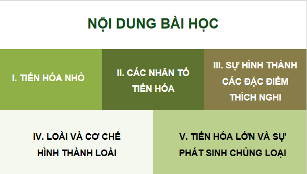 Giáo án điện tử Sinh 12 Chân trời sáng tạo Bài 17: Thuyết tiến hoá tổng hợp hiện đại | PPT Sinh học 12