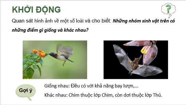 Giáo án điện tử Sinh 12 Cánh diều Bài 18: Thuyết tiến hóa tổng hợp hiện đại (Phần 2) | PPT Sinh học 12