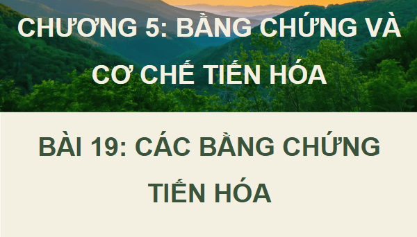 Giáo án điện tử Sinh 12 Kết nối tri thức Bài 19: Các bằng chứng tiến hoá | PPT Sinh học 12