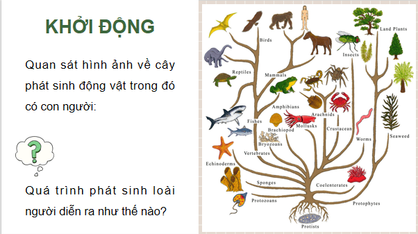 Giáo án điện tử Sinh 12 Chân trời sáng tạo Bài 19: Sự phát triển sự sống | PPT Sinh học 12