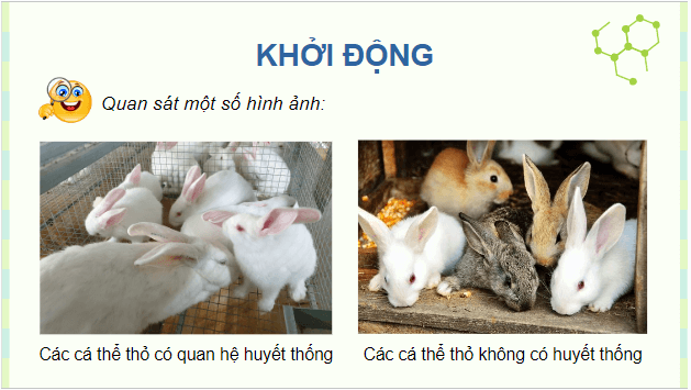 Giáo án điện tử Sinh 12 Cánh diều Bài 2: Sự biểu hiện thông tin di truyền | PPT Sinh học 12