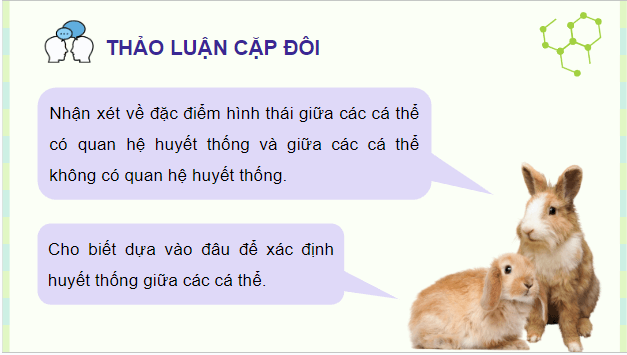 Giáo án điện tử Sinh 12 Cánh diều Bài 2: Sự biểu hiện thông tin di truyền | PPT Sinh học 12