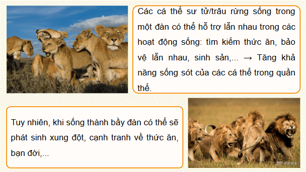 Giáo án điện tử Sinh 12 Cánh diều Bài 21: Sinh thái học quần thể | PPT Sinh học 12