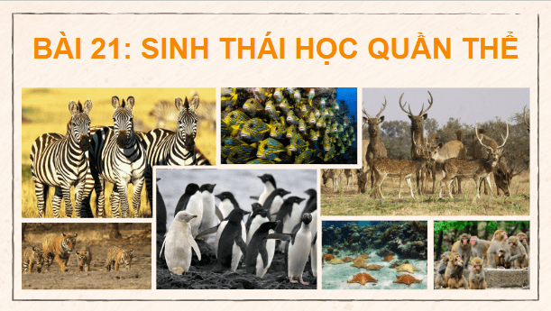 Giáo án điện tử Sinh 12 Cánh diều Bài 21: Sinh thái học quần thể | PPT Sinh học 12