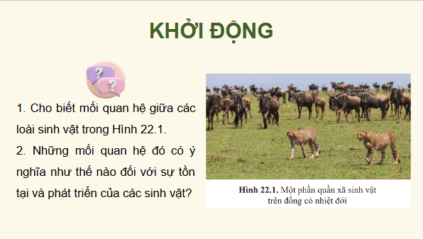 Giáo án điện tử Sinh 12 Cánh diều Bài 22: Sinh thái học quần xã | PPT Sinh học 12
