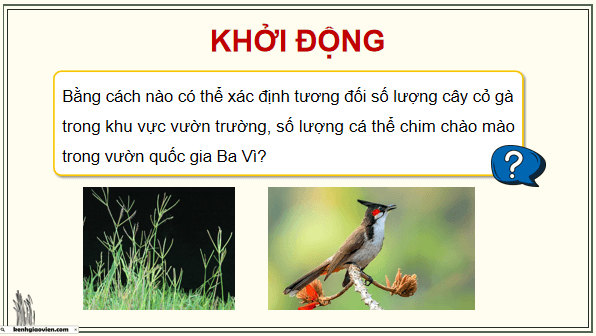 Giáo án điện tử Sinh 12 Chân trời sáng tạo Bài 22: Thực hành: Xác định một số đặc trưng cơ bản của quần thể sinh vật | PPT Sinh học 12