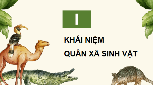 Giáo án điện tử Sinh 12 Chân trời sáng tạo Bài 23: Quần xã sinh vật | PPT Sinh học 12