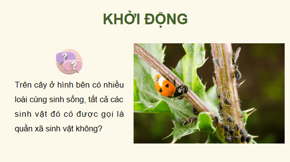 Giáo án điện tử Sinh 12 Kết nối tri thức Bài 26: Quần xã sinh vật | PPT Sinh học 12