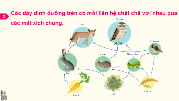 Giáo án điện tử Sinh 12 Kết nối tri thức Bài 29: Trao đổi vật chất và chuyển hoá năng lượng trong hệ sinh thái | PPT Sinh học 12