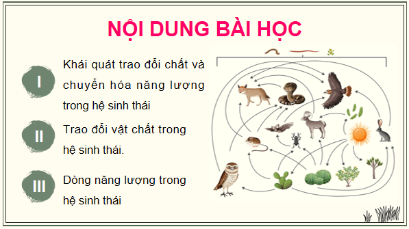 Giáo án điện tử Sinh 12 Kết nối tri thức Bài 29: Trao đổi vật chất và chuyển hoá năng lượng trong hệ sinh thái | PPT Sinh học 12