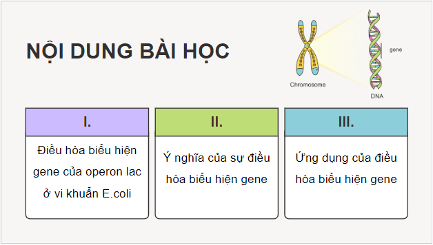 Giáo án điện tử Sinh 12 Cánh diều Bài 3: Điều hòa biểu hiện gene | PPT Sinh học 12