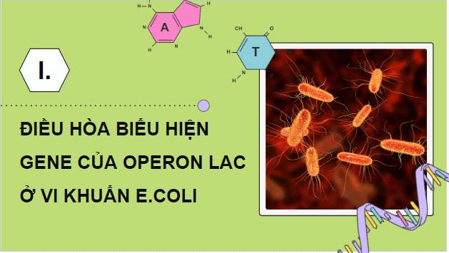 Giáo án điện tử Sinh 12 Cánh diều Bài 3: Điều hòa biểu hiện gene | PPT Sinh học 12