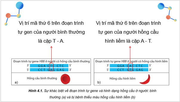 Giáo án điện tử Sinh 12 Cánh diều Bài 4: Đột biến gene | PPT Sinh học 12