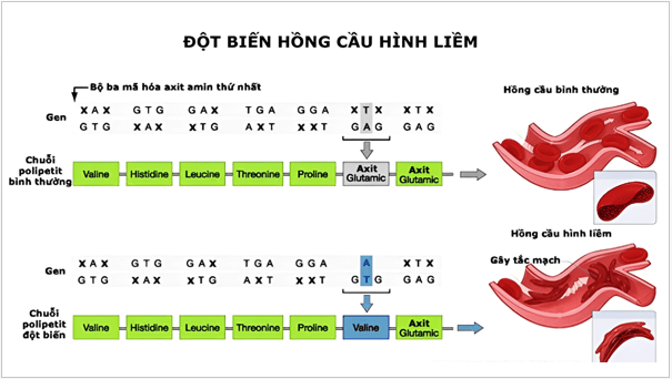 Giáo án điện tử Sinh 12 Cánh diều Bài 4: Đột biến gene | PPT Sinh học 12