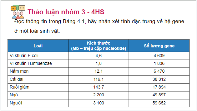 Giáo án điện tử Sinh 12 Chân trời sáng tạo Bài 4: Hệ gene, đột biến gene và công nghệ gene | PPT Sinh học 12