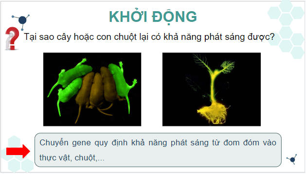 Giáo án điện tử Sinh 12 Kết nối tri thức Bài 5: Công nghệ di truyền | PPT Sinh học 12