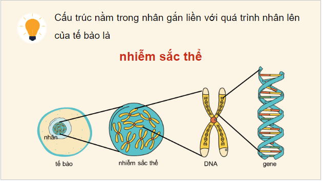 Giáo án điện tử Sinh 12 Cánh diều Bài 5: Nhiễm sắc thể và cơ chế di truyền nhiễm sắc thể | PPT Sinh học 12