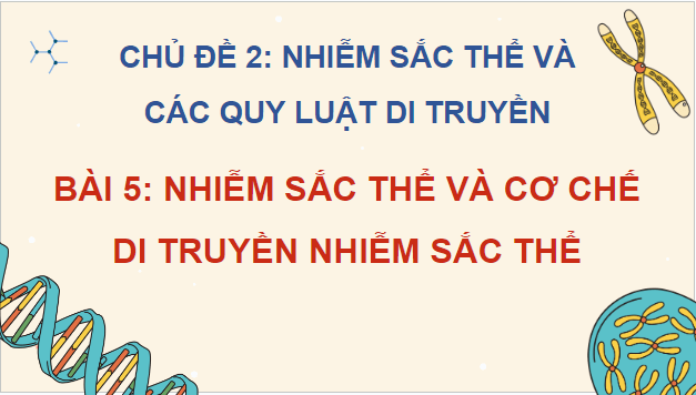 Giáo án điện tử Sinh 12 Cánh diều Bài 5: Nhiễm sắc thể và cơ chế di truyền nhiễm sắc thể | PPT Sinh học 12