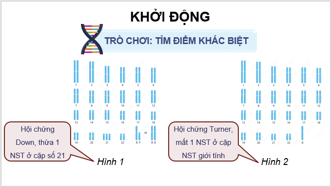 Giáo án điện tử Sinh 12 Chân trời sáng tạo Bài 5: Nhiễm sắc thể và đột biến nhiễm sắc thể | PPT Sinh học 12