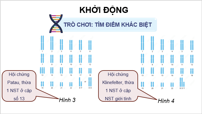 Giáo án điện tử Sinh 12 Chân trời sáng tạo Bài 5: Nhiễm sắc thể và đột biến nhiễm sắc thể | PPT Sinh học 12