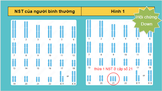 Giáo án điện tử Sinh 12 Cánh diều Bài 6: Đột biến nhiễm sắc thể | PPT Sinh học 12