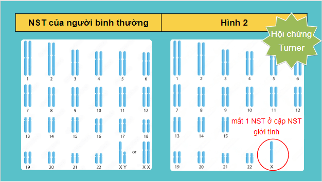 Giáo án điện tử Sinh 12 Cánh diều Bài 6: Đột biến nhiễm sắc thể | PPT Sinh học 12