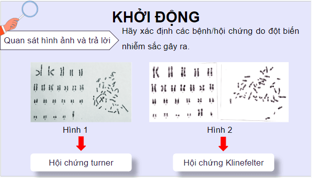 Giáo án điện tử Sinh 12 Chân trời sáng tạo Bài 6: Thực hành: Quan sát đột biến nhiễm sắc thể; Tìm hiểu tác hại gây đột biến của một số chất độc | PPT Sinh học 12