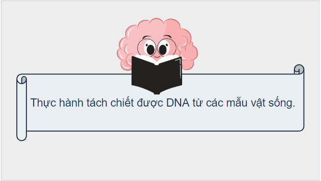 Giáo án điện tử Sinh 12 Kết nối tri thức Bài 6: Thực hành: Tách chiết DNA | PPT Sinh học 12