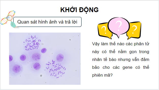 Giáo án điện tử Sinh 12 Kết nối tri thức Bài 7: Cấu trúc và chức năng của nhiễm sắc thể | PPT Sinh học 12