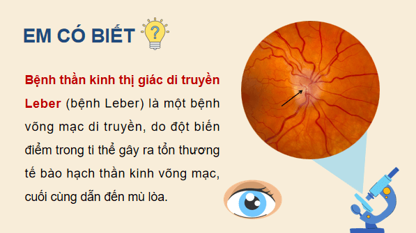 Giáo án điện tử Sinh 12 Chân trời sáng tạo Bài 9: Di truyền gene ngoài nhân | PPT Sinh học 12