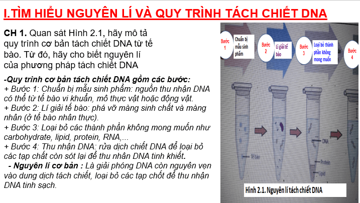 Giáo án điện tử Chuyên đề Sinh 12 Chân trời sáng tạo Bài 2: Tách chiết DNA từ tế bào | PPT Chuyên đề Sinh học 12