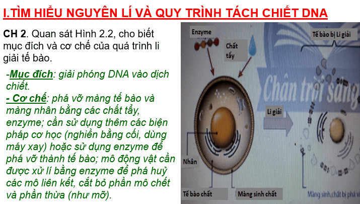 Giáo án điện tử Chuyên đề Sinh 12 Chân trời sáng tạo Bài 2: Tách chiết DNA từ tế bào | PPT Chuyên đề Sinh học 12