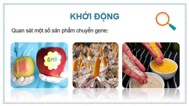 Giáo án điện tử Chuyên đề Sinh 12 Kết nối tri thức Bài 4: Dự án: Tìm hiểu về các sản phẩm chuyển gene và thu thập các thông tin đánh giá về triển vọng của công nghệ gene trong tương lai | PPT Chuyên đề Sinh học 12