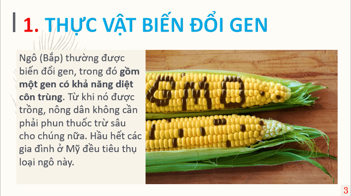 Giáo án điện tử Chuyên đề Sinh 12 Chân trời sáng tạo Bài 4: Dự án: Tìm hiểu về một số sản phẩm chuyển gene và triển vọng của công nghệ gene | PPT Chuyên đề Sinh học 12