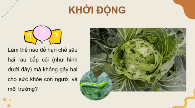 Giáo án điện tử Chuyên đề Sinh 12 Kết nối tri thức Bài 5: Khái niệm, cơ sở khoa học và vai trò của kiểm soát sinh học | PPT Chuyên đề Sinh học 12