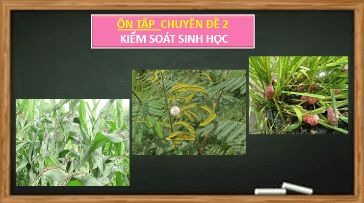 Giáo án điện tử Chuyên đề Sinh 12 Chân trời sáng tạo Ôn tập Chuyên đề 2 | PPT Chuyên đề Sinh học 12
