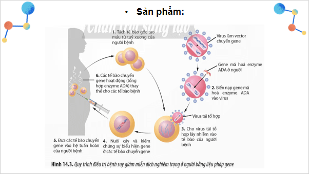 Giáo án điện tử Sinh 12 Chân trời sáng tạo Ôn tập Chương 3 | PPT Sinh học 12