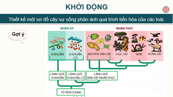Giáo án điện tử Sinh 12 Chân trời sáng tạo Ôn tập Chương 4 | PPT Sinh học 12