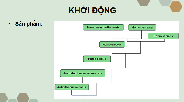 Giáo án điện tử Sinh 12 Chân trời sáng tạo Ôn tập Chương 5 | PPT Sinh học 12