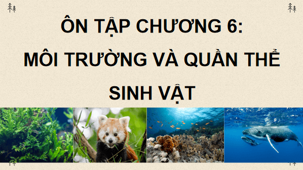 Giáo án điện tử Sinh 12 Chân trời sáng tạo Ôn tập Chương 6 | PPT Sinh học 12