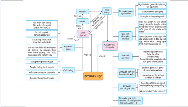 Giáo án điện tử Sinh 12 Cánh diều Ôn tập Phần 5 | PPT Sinh học 12