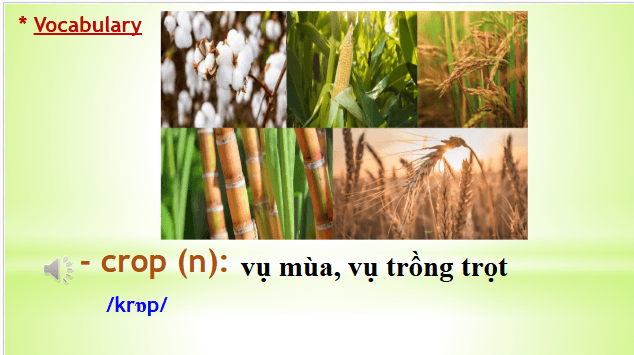 Giáo án điện tử Tiếng Anh 8 Global Success Unit 4 A Closer Look 2 | PPT Tiếng Anh 8