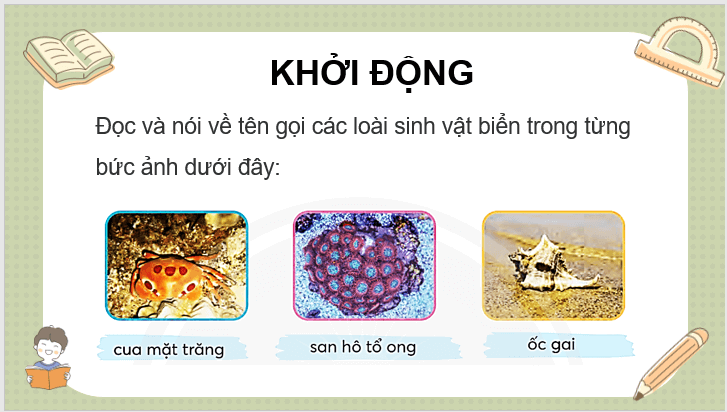 Giáo án điện tử Cậu bé và mẩu san hô lớp 3 | PPT Tiếng Việt lớp 3 Chân trời sáng tạo
