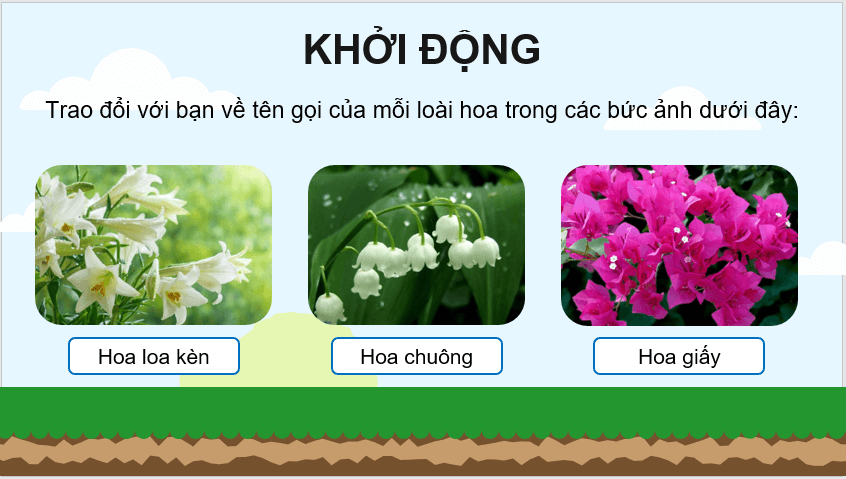 Giáo án điện tử Hoa cúc áo lớp 4 | PPT Tiếng Việt lớp 4 Chân trời sáng tạo