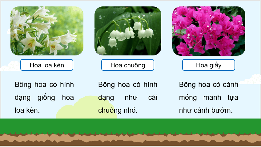 Giáo án điện tử Hoa cúc áo lớp 4 | PPT Tiếng Việt lớp 4 Chân trời sáng tạo